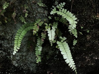 Adiantum diaphanum
