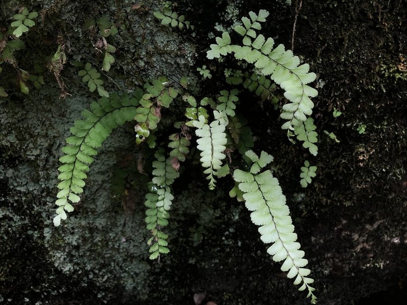 Adiantum diaphanum, photographed by Samuel Frankel