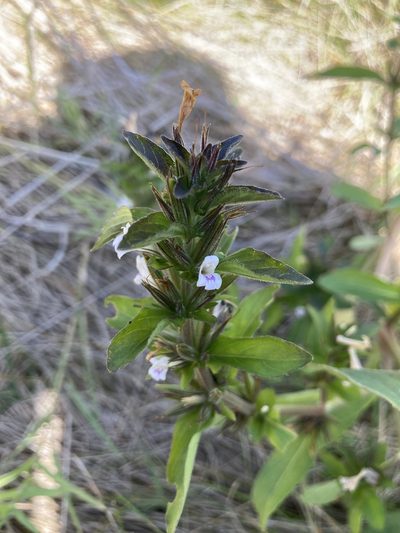 Hygrophila costata, photographed by Facundo Chieffo