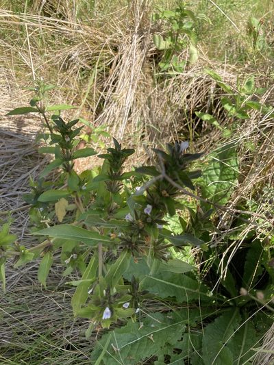 Hygrophila costata, photographed by Facundo Chieffo