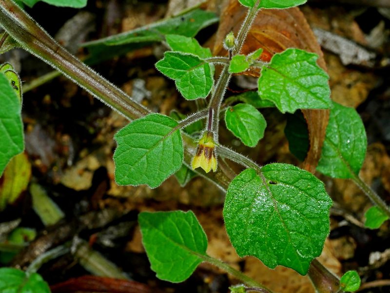 Physalis pubescens, photographed by Jacy Chen