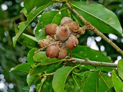 Lithocarpus hancei, photographed by Jacy Chen