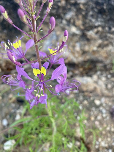 Cleome elegantissima, photographed by Dave U