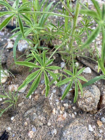 Cleome elegantissima, photographed by Dave U