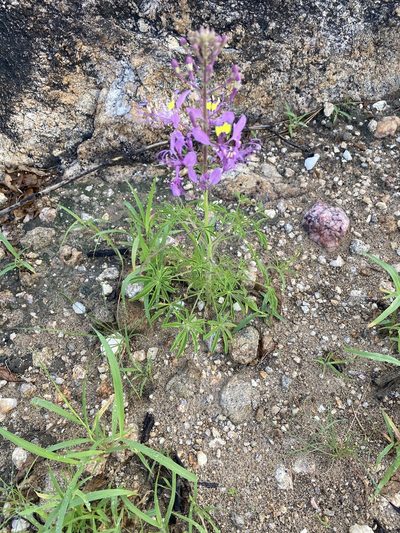 Cleome elegantissima, photographed by Dave U