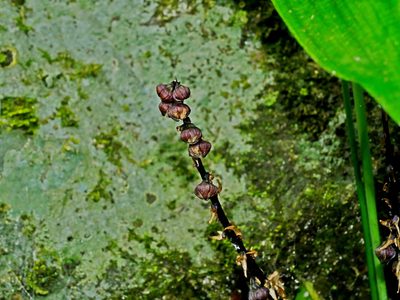Peliosanthes macrostegia, photographed by Jacy Chen