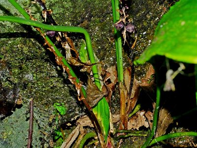 Peliosanthes macrostegia, photographed by Jacy Chen
