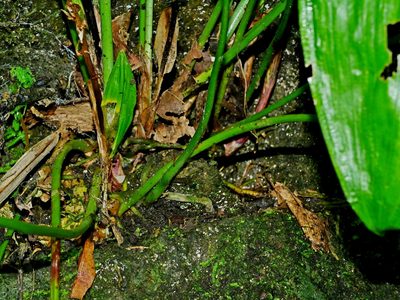 Peliosanthes macrostegia, photographed by Jacy Chen