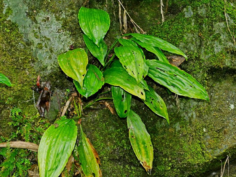 Peliosanthes macrostegia, photographed by Jacy Chen