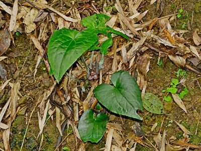 Asarum caudigerum, photographed by Jacy Chen