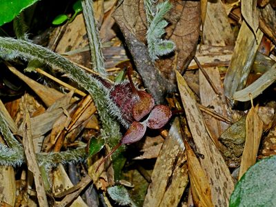 Asarum caudigerum, photographed by Jacy Chen