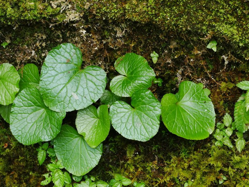 Eutrema japonicum, photographed by Jacy Chen