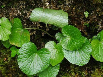 Eutrema japonicum, photographed by Jacy Chen