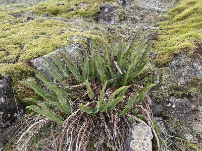 Polystichum imbricans, photographed by Caleb Catto