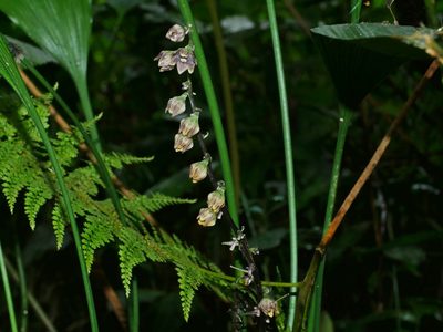 Peliosanthes macrostegia, photographed by Jacy Chen