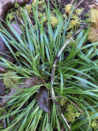 Carex hendersonii, photographed by Caleb Catto