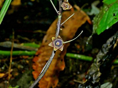 Peliosanthes macrostegia, photographed by Jacy Chen