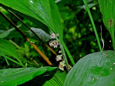 Peliosanthes macrostegia, photographed by Jacy Chen