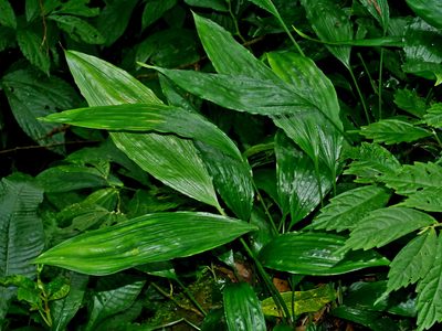 Peliosanthes macrostegia, photographed by Jacy Chen
