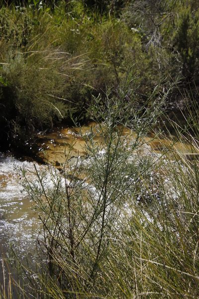 Psoralea oligophylla, photographed by Tony Rebelo