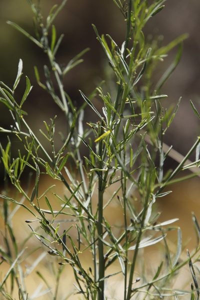 Psoralea oligophylla, photographed by Tony Rebelo