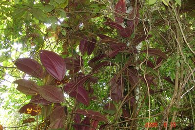 Miconia calvescens, photographed by Alec McClay