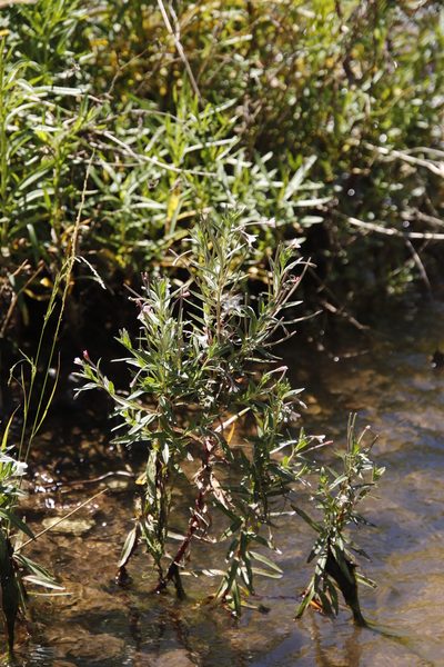 Epilobium capense, photographed by Tony Rebelo