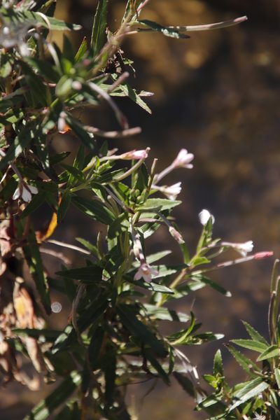 Epilobium capense, photographed by Tony Rebelo