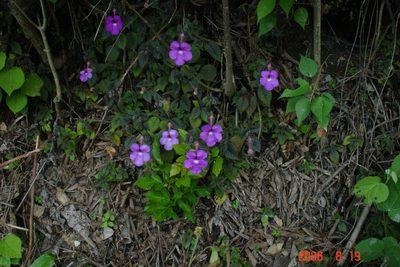 Achimenes grandiflora, photographed by Alec McClay