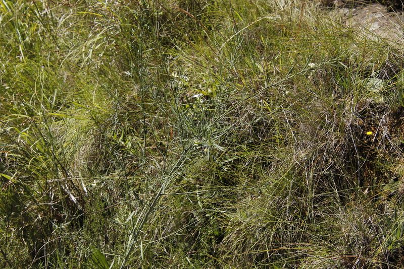 Psoralea oligophylla, photographed by Tony Rebelo