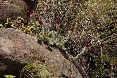 Helichrysum adenocarpum, photographed by Tony Rebelo