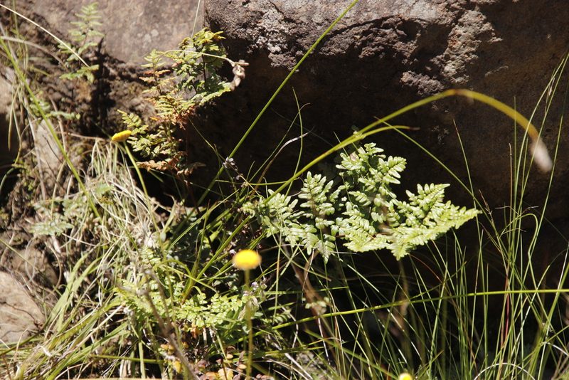 Choristosoria quadripinnata, photographed by Tony Rebelo