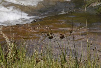 Cyperus congestus, photographed by Tony Rebelo