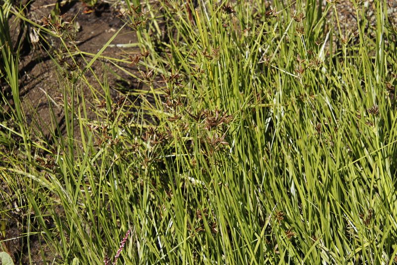 Cyperus mundii, photographed by Tony Rebelo