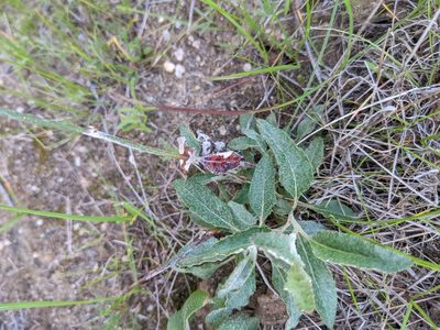 Eriogonum elongatum, photographed by Amy