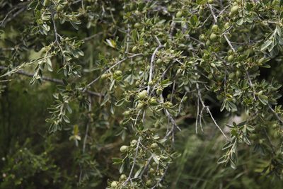 Diospyros lycioides, photographed by Tony Rebelo