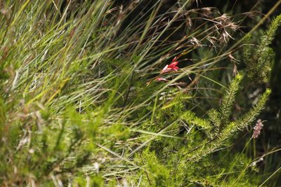 Tritonia drakensbergensis, photographed by Tony Rebelo