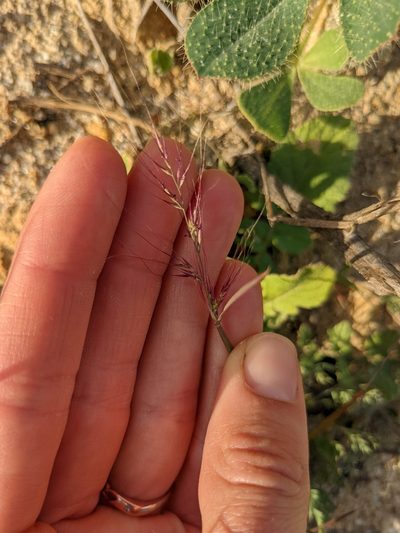 Muhlenbergia microsperma, photographed by Amy