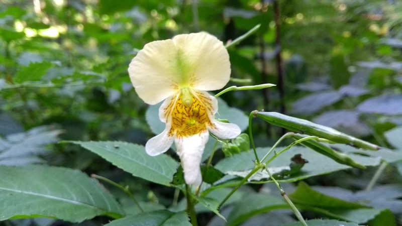 Impatiens edgeworthii, photographed by Sascha Nunheim