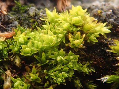 Nyholmiella obtusifolia, photographed by Alexis Tinker-Tsavalas