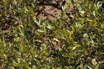 Searsia pyroides, photographed by Tony Rebelo