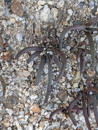 Dudleya multicaulis, photographed by Amy