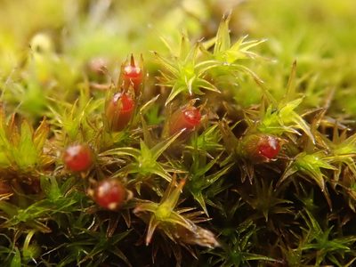 Schistidium crassipilum, photographed by Alexis Tinker-Tsavalas