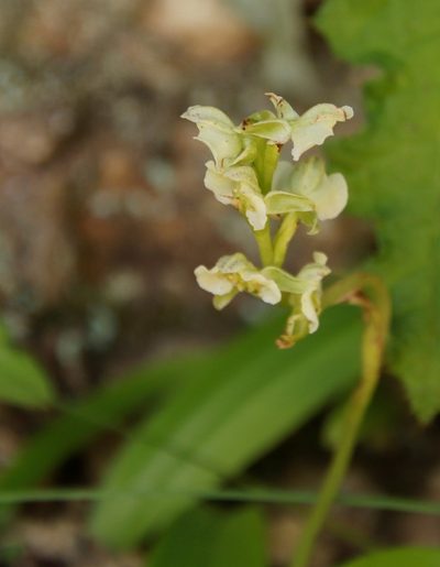 Pterygodium hastatum, photographed by Tony Rebelo