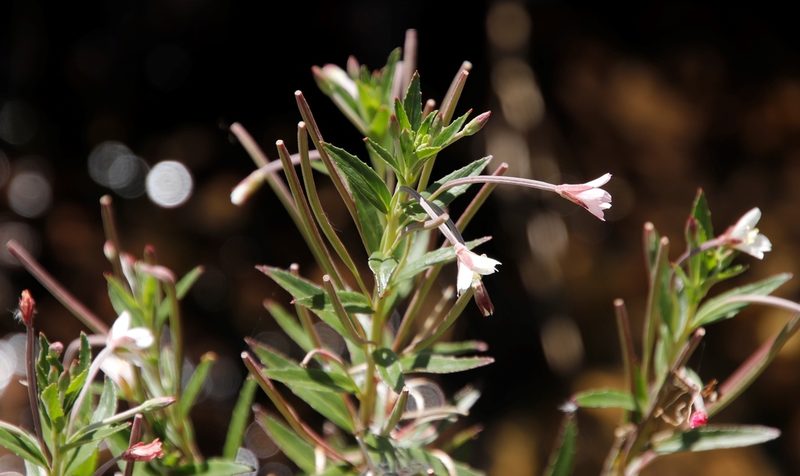 Epilobium capense, photographed by Tony Rebelo