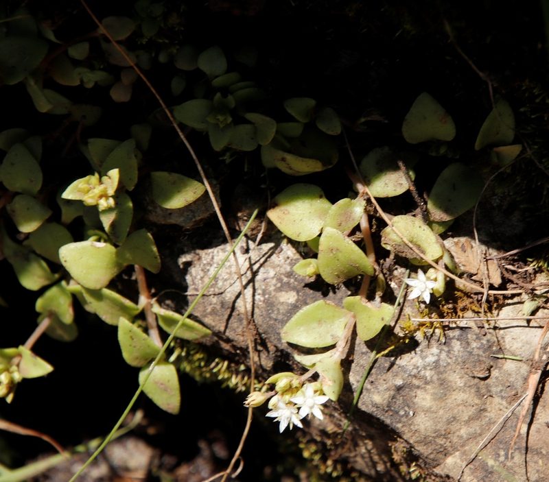 Crassula pellucida, photographed by Tony Rebelo
