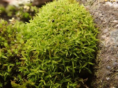 Bryoerythrophyllum recurvirostrum, photographed by Alexis Tinker-Tsavalas