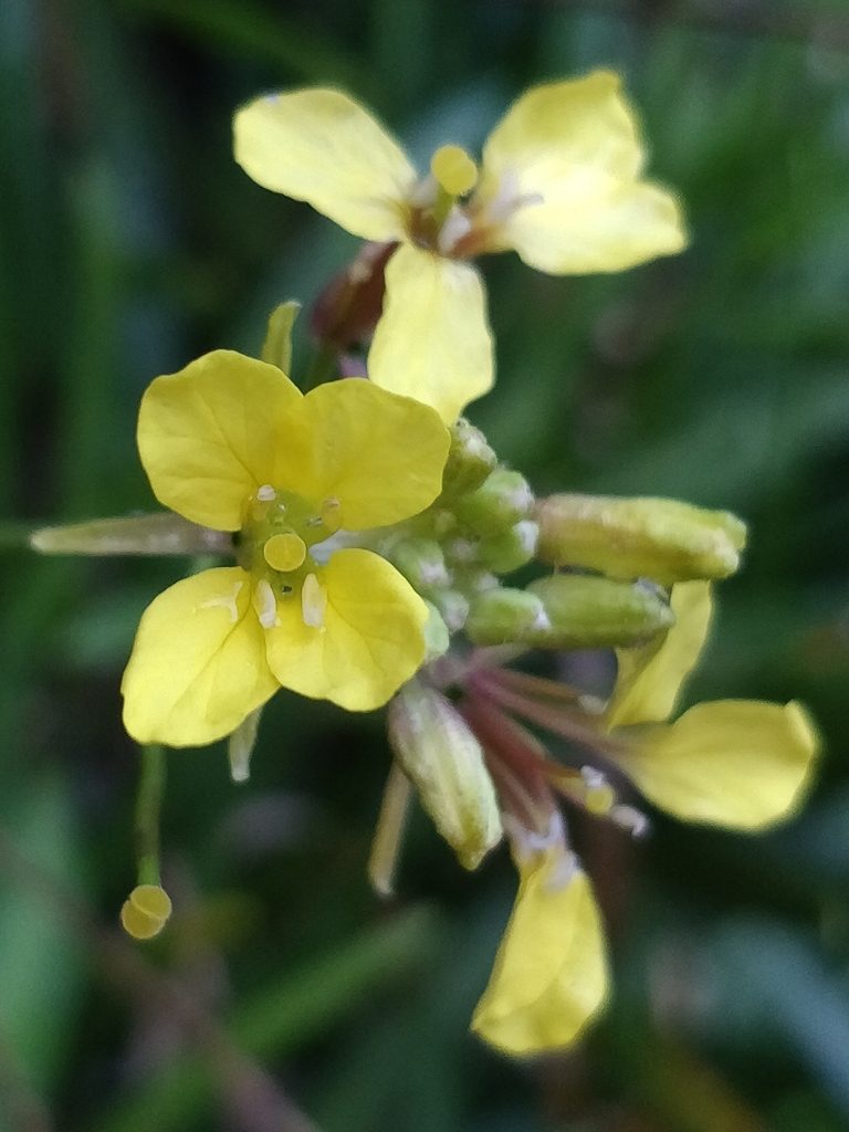Sinapidendron angustifolium, photographed by Vítor Jorge