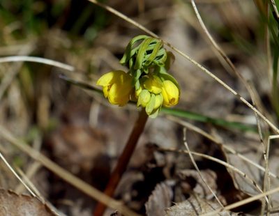 Gymnospermium odessanum, photographed by Roman