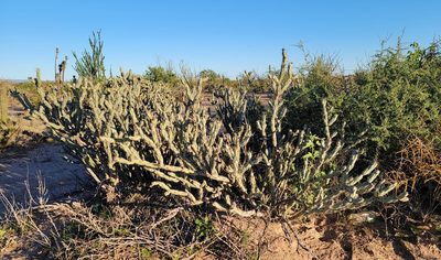 Cylindropuntia calmalliana, photographed by Michelle Cloud-Hughes